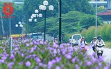 Đẹp ngỡ ngàng với con đường hoa tím bên dòng sông Tô Lịch